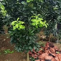 三红蜜柚结果树