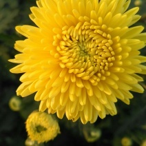 皇菊