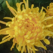 菊花茶