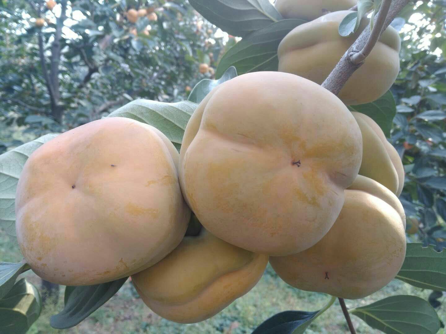 一颗成熟的斯凯拉雷脆柿静置于木质托盘上,果实呈饱满的扁圆形,表皮为鲜艳的宝石红色,带有自然光泽,切开一半展示内部金黄色的果肉与清晰的种子结构,背景为果园晨光 斯凯拉雷脆柿特写