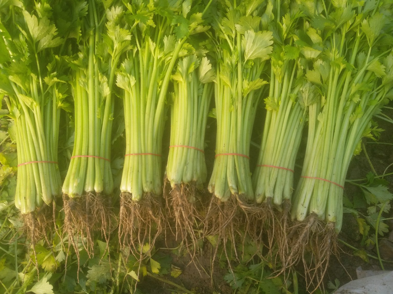 超市货架上陈列的密封包装野生山芹干菜,外包装标注‘长白山特产’‘SC认证’‘重金属检测合格’等信息,旁边配有泡发后的实物对比图 市场销售的包装山芹干菜