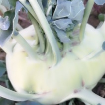大量供应苤蓝