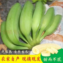 香蕉福建南靖大芭蕉5斤装包邮非普通香蕉米蕉粉蕉皇帝蕉红皮