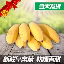 苹果蕉香蕉福建南靖皇帝蕉5斤装包邮产地直发大量现货