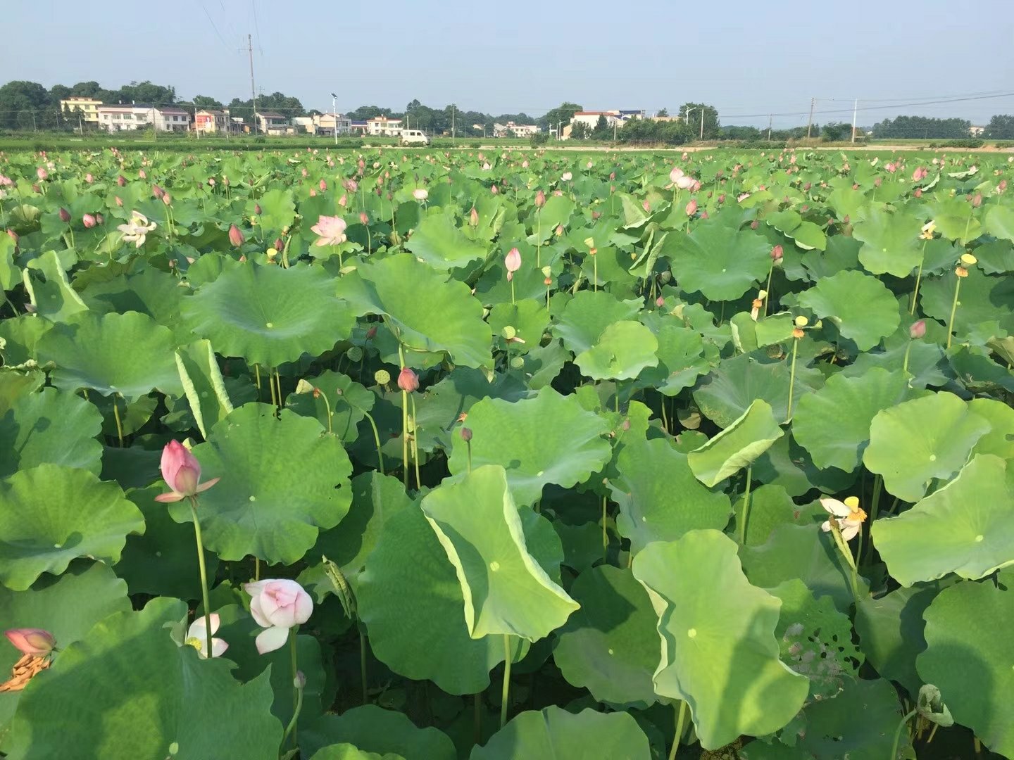 湘莲的种植场景