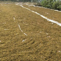 河南信阳野菊花统货
