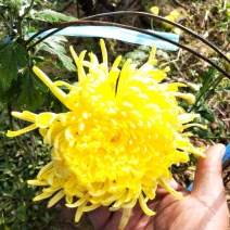 金丝皇菊