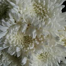 优质菊花