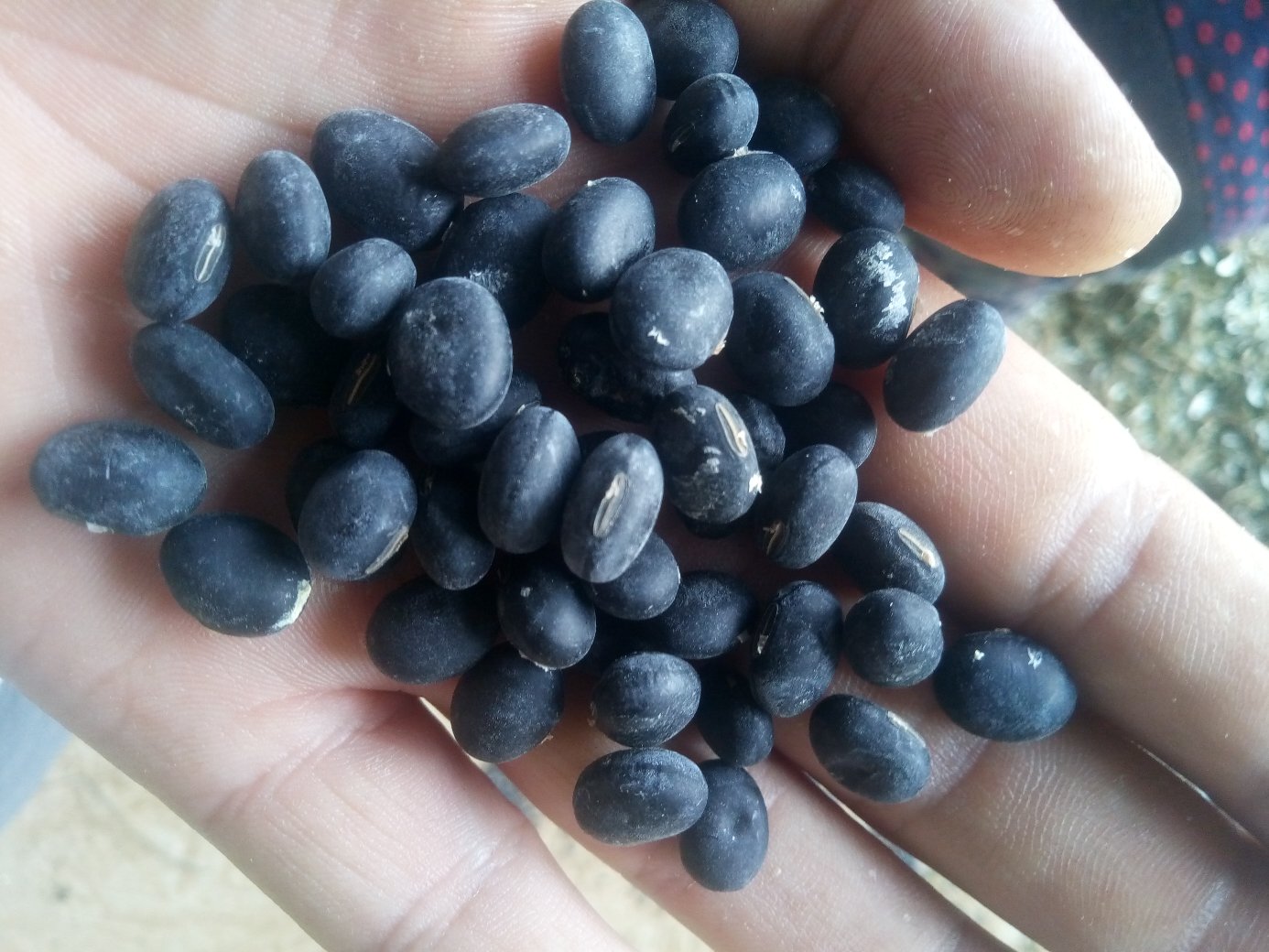 黑豆表面出现白色附着物