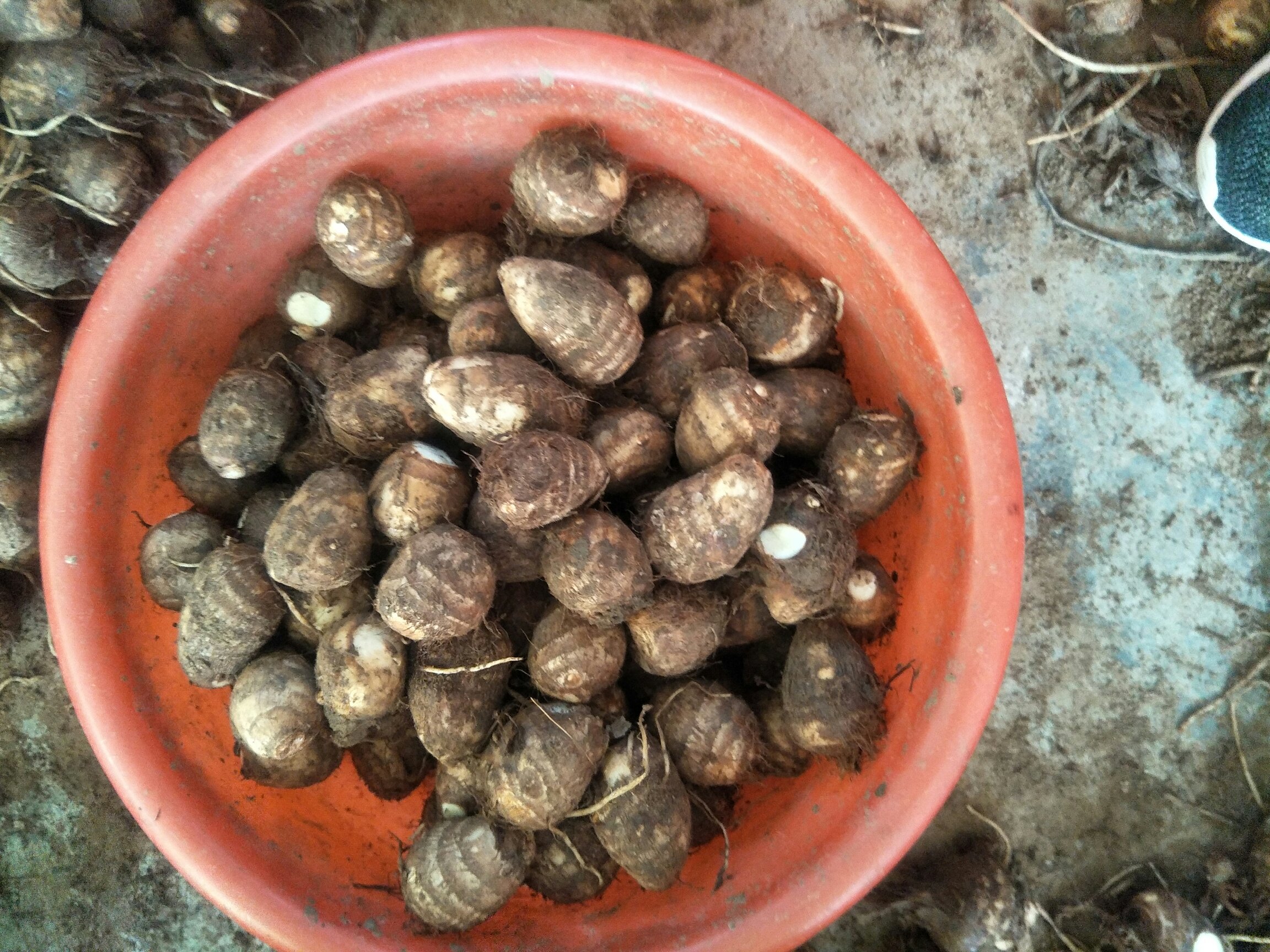 新鲜毛芋头整齐摆放在木桌上,左侧为带皮的完整毛芋头,表面有棕色绒毛;右侧为去皮切块后的白色芋肉,旁边是一碗刚做好的紫灰色芋泥,质地细腻光滑,配有 wooden spoon 勺子 芋头与芋泥对比图