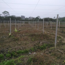 搭建百香果架和葡萄避雨棚材料