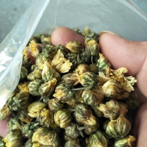 胎菊王
