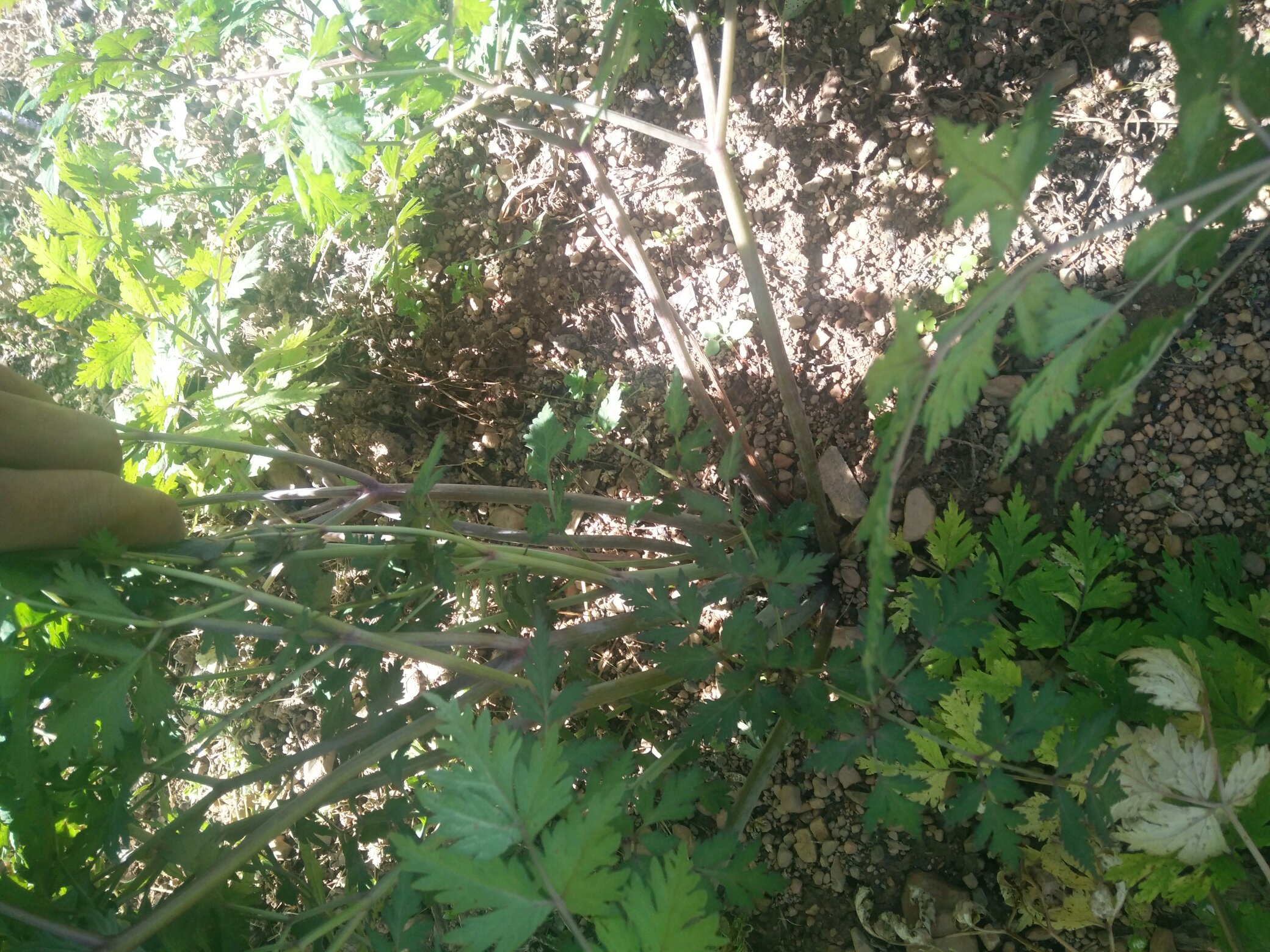 复方浙贝母片成品展示