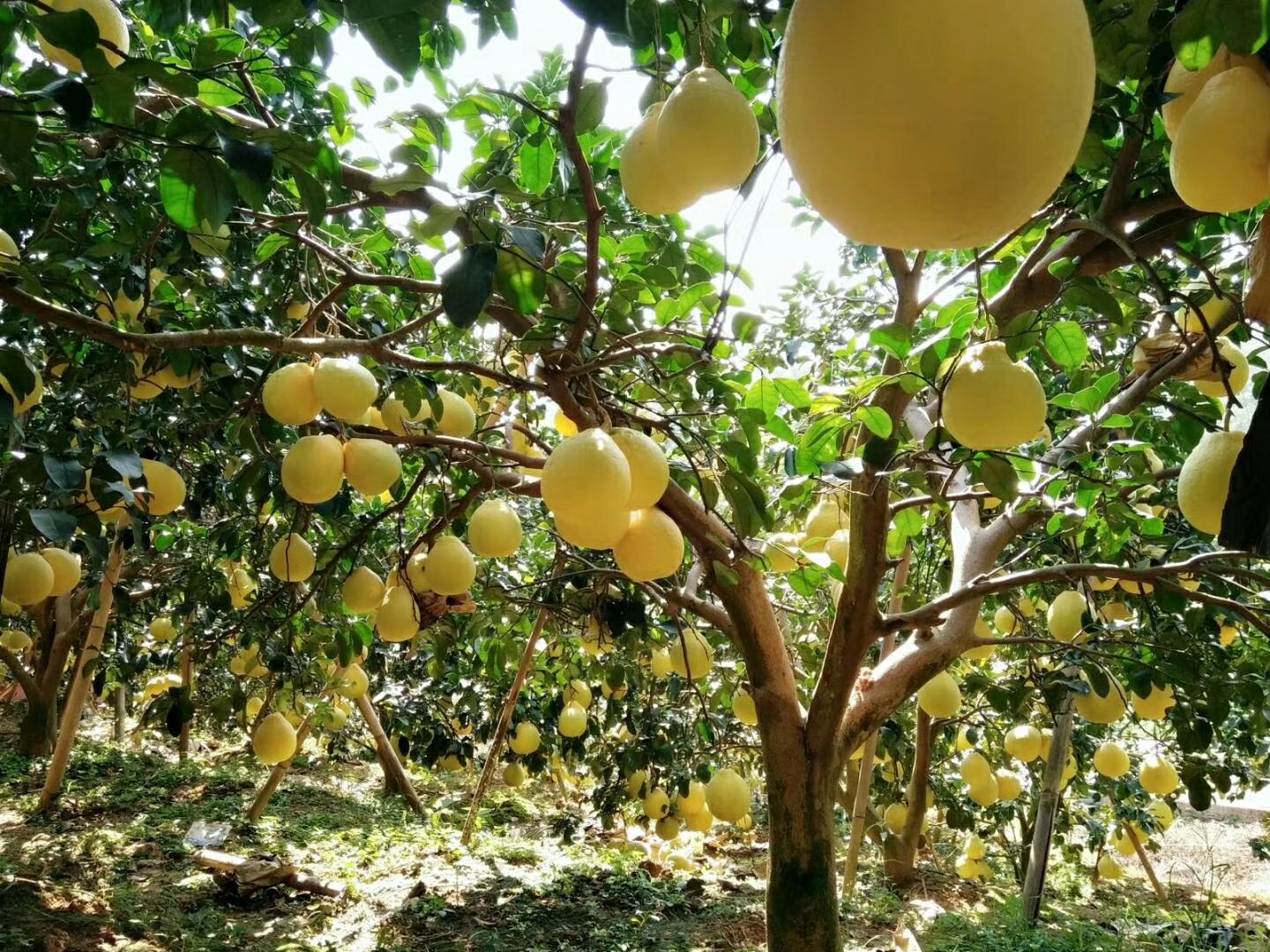 一片绿意盎然的沙田柚种植园,成片的柚子树挂满金黄色的果实,阳光洒在果园中,远处有果农正在采摘,地面铺满落叶,展现丰收景象 沙田柚果园全景图