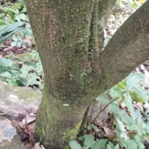 马比木