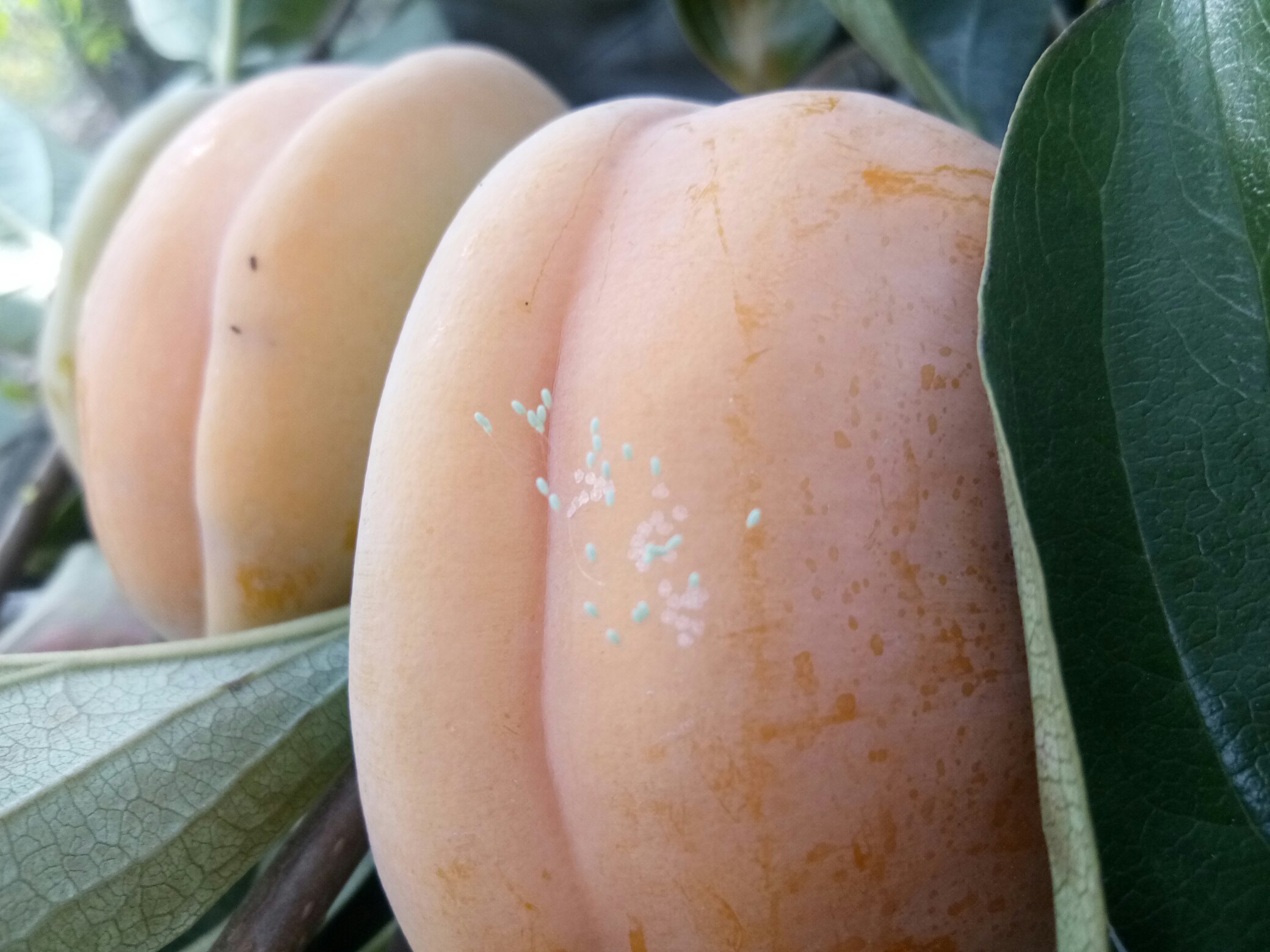 一张对比图,左侧为传统石磨盘,右侧为新鲜的磨盘柿,两者外形对比明显,突出命名来源 磨盘与磨盘柿对比图