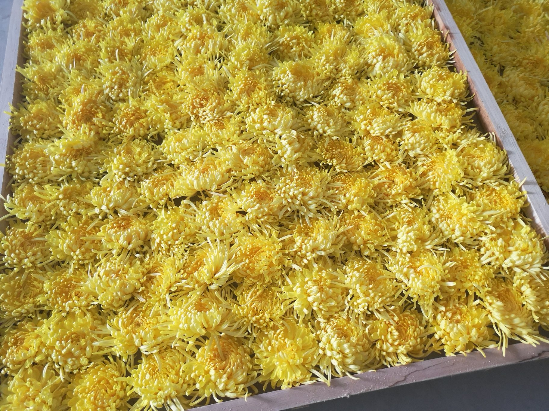 金丝皇菊茶搭配图