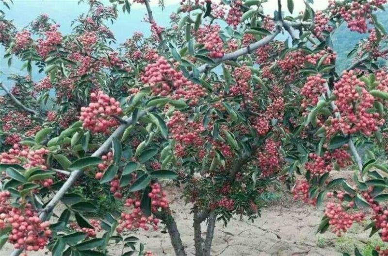 椒椒树病虫害识别图示