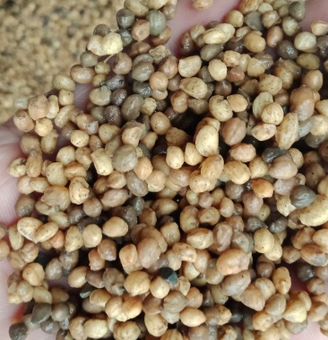 [三七批发]竹节参种子价格2800.00元/斤 - 一亩田