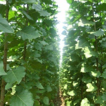 107杨树苗种植基地直销