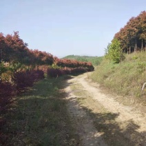 南阳内乡三千亩山地，种植各种乔木，灌木，树龄1-10年等