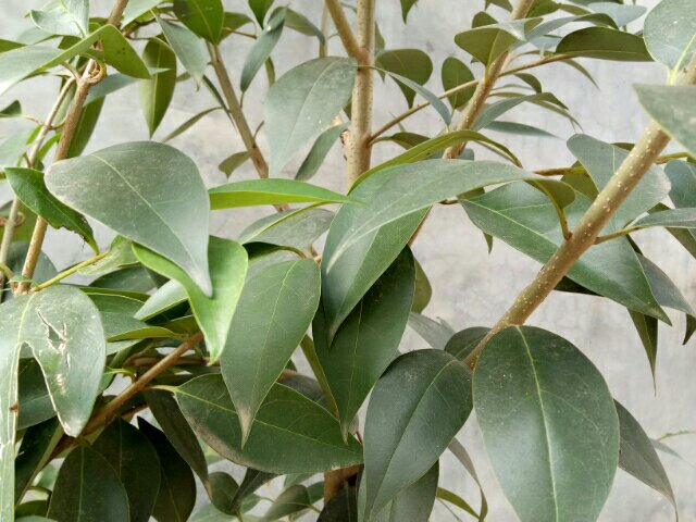 结子丹桂植株特写,展示其茂密的枝叶与花序 结子丹桂植株