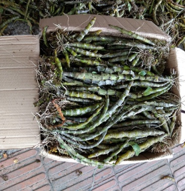 [石斛批发]黑喉石斛价格20.00元/公斤 - 一亩田