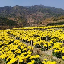 金丝皇菊