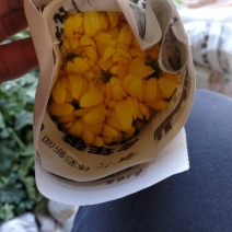 黄菊