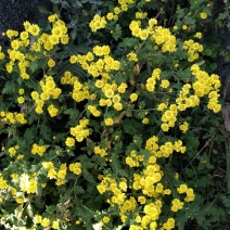野生菊花先蒸后晒干货需要预订