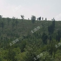 400亩山林地转让