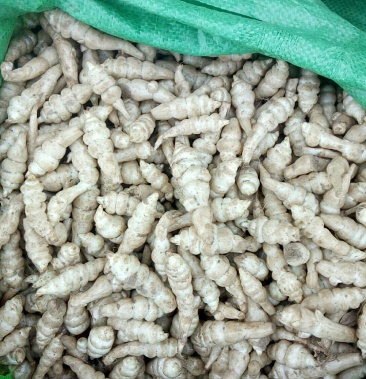 [其它批发]地螺价格3.20元/斤 - 一亩田