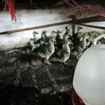 狮头鹅苗公母统货