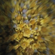 野生山菊花花