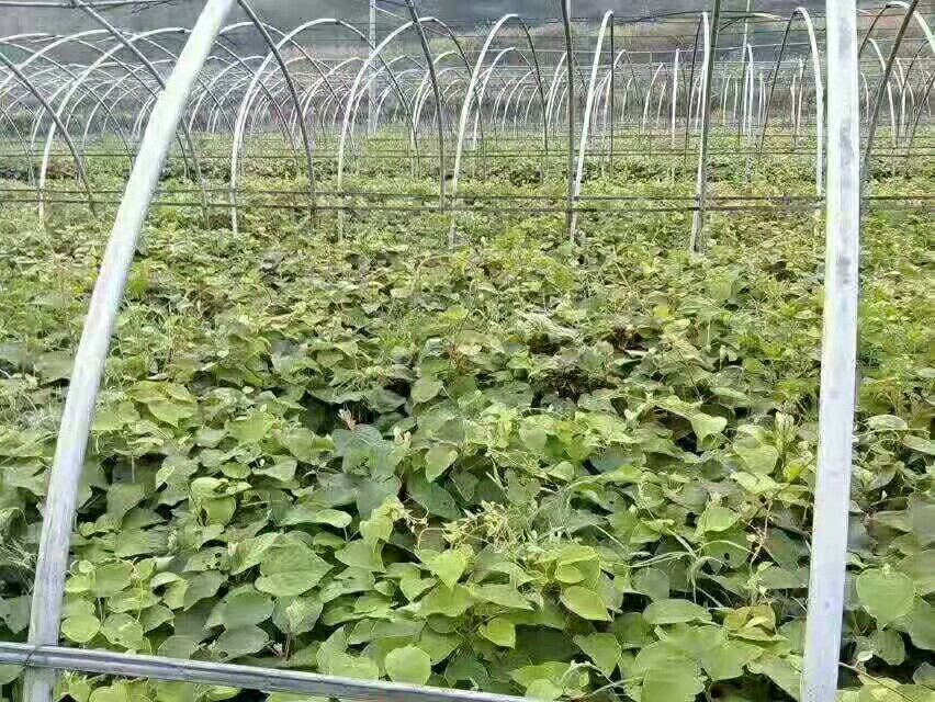 果园中三年生黄金果猕猴桃植株,枝条上已出现花蕾和小果,叶片浓绿健康,架式为T型棚架,地面覆盖黑色地膜,显示良好的早期管理效果 黄金果猕猴桃幼树第三年开花挂果实景