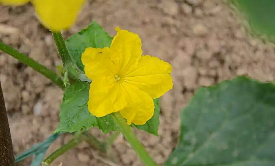 小黄瓜花的特写照片，展示其淡黄色的花瓣和细长的花茎