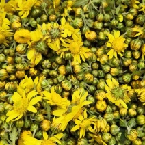 纯正野菊花