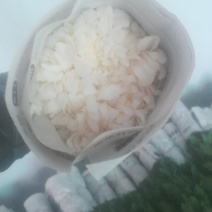 白菊。黄菊
