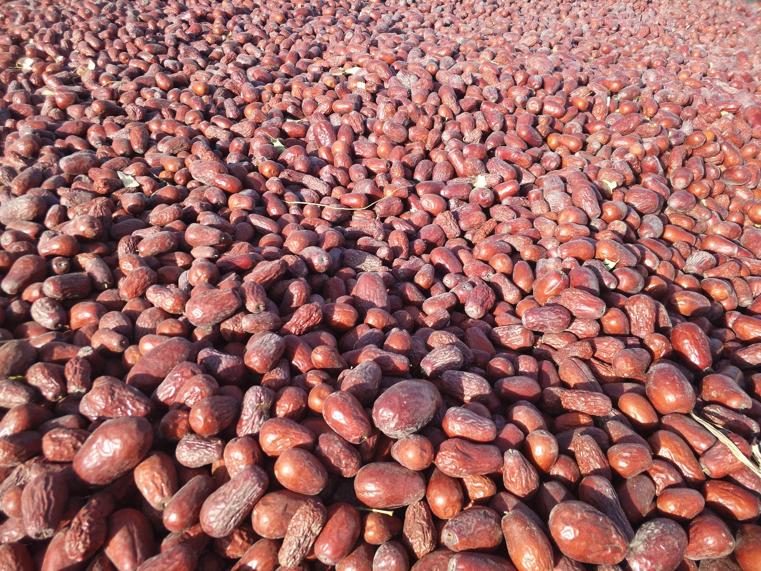 骏枣与普通红枣对比图