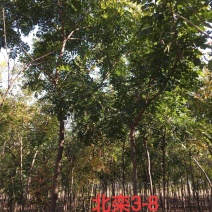 北栾树