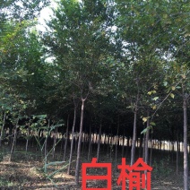 白榆