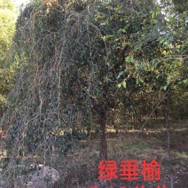 绿垂榆