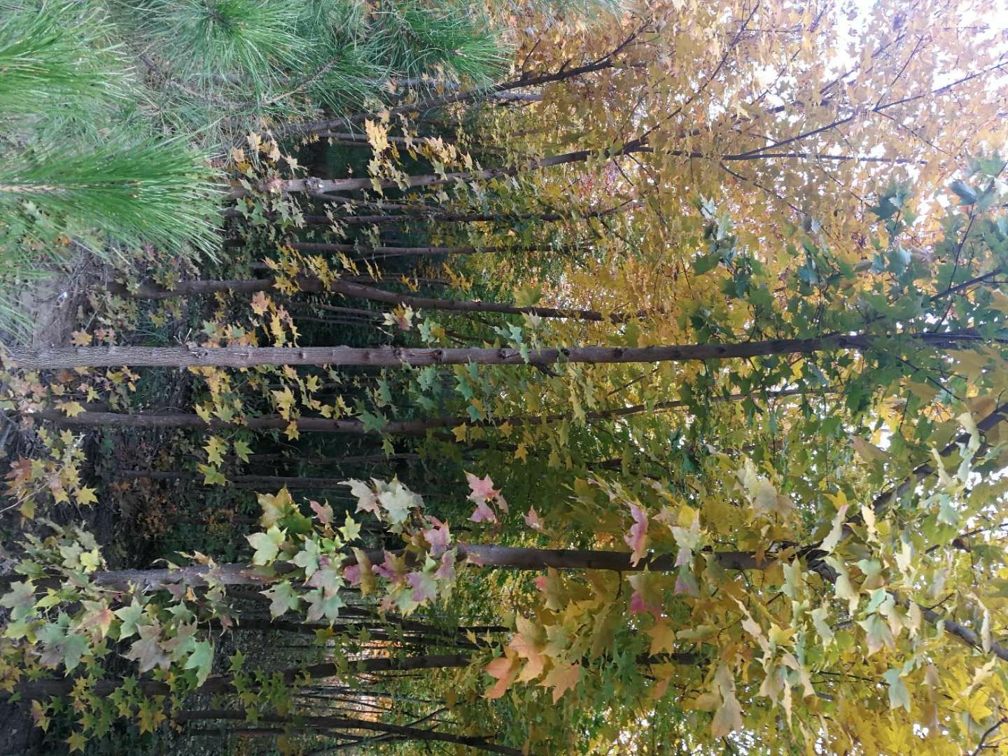 一片茂密的五角枫树林,树叶呈现出从金黄到火红的渐变色彩,阳光透过树叶洒下斑驳光影,地面覆盖着落叶,背景为远山和湛蓝天空,展现出典型的秋季山林景观 五角枫林秋色全景