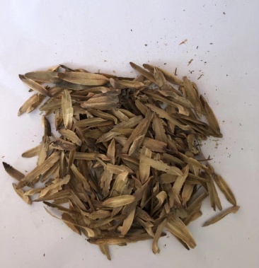 [马褂木种子批发]马褂木种子价格38.00元/斤 - 一亩田