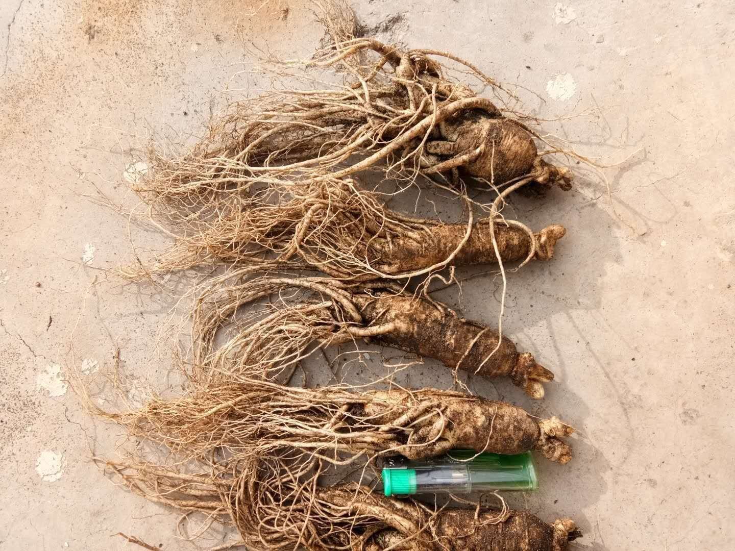 红参原材与成品对比图