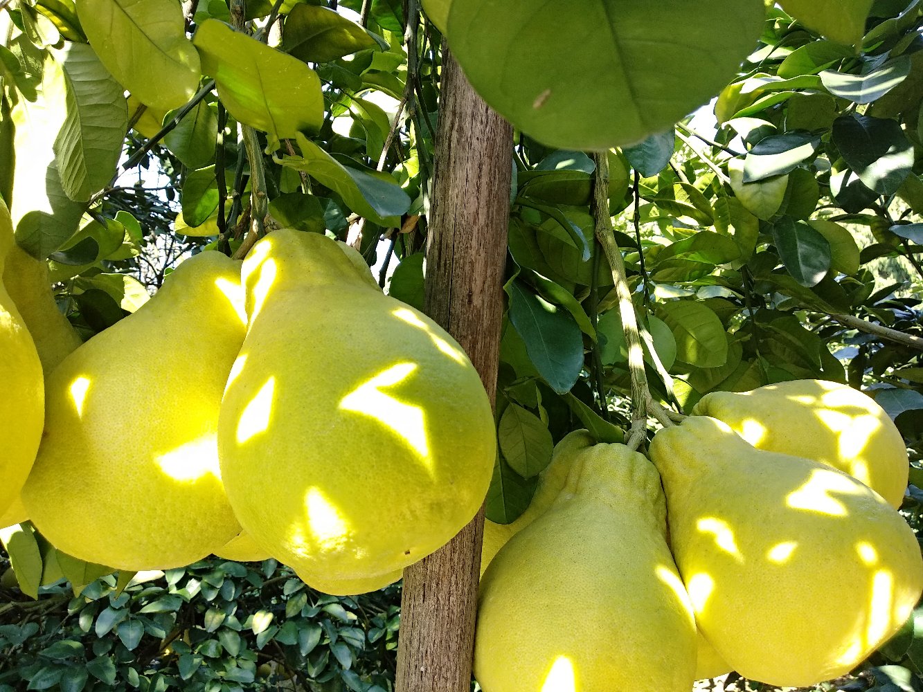 沙田柚果实在阳光下