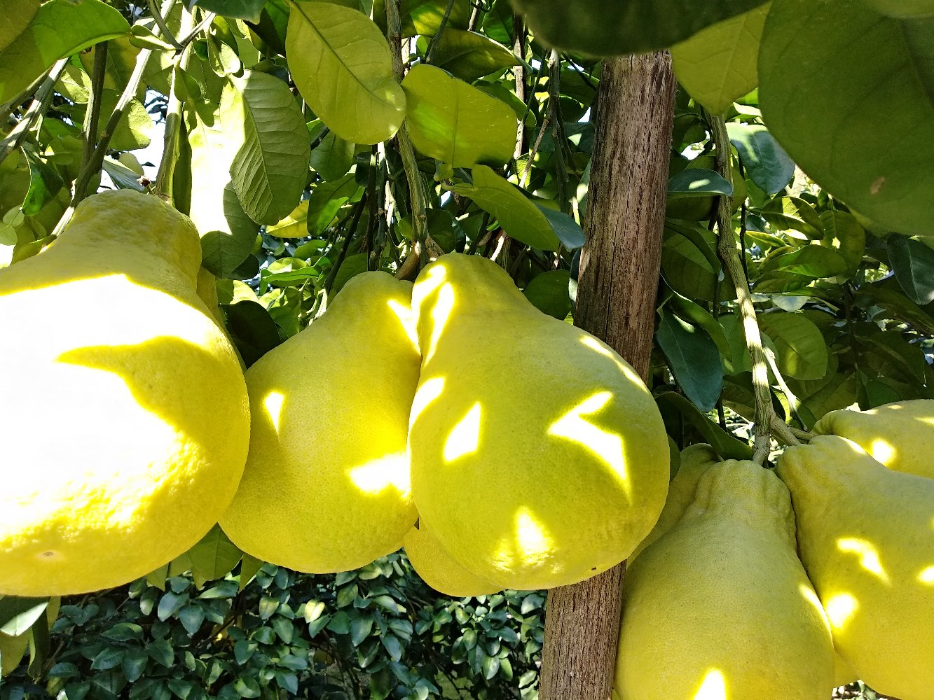 红肉沙田柚果园种植场景