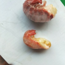 特大龙虾尾