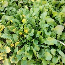 荠菜