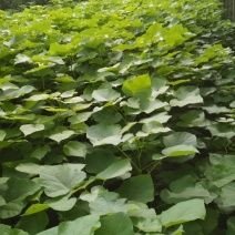 梓树小大量供应